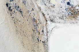 Best Forensic Mold Investigation  in Whitefish Bay, WI